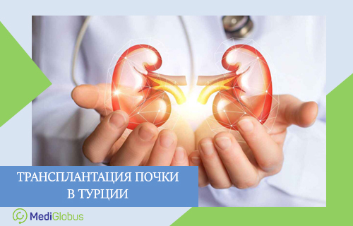сколько стоит трансплантация почки в турции