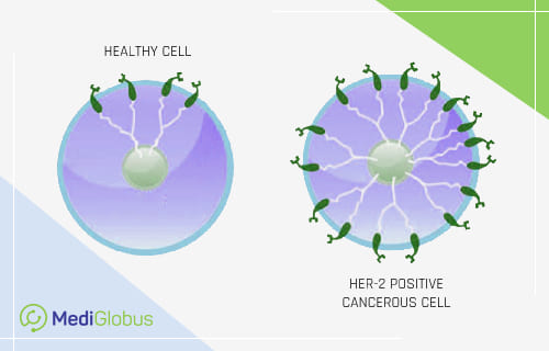 what is her2+ breast cancer?